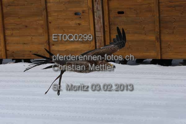 ET0Q0299 prot